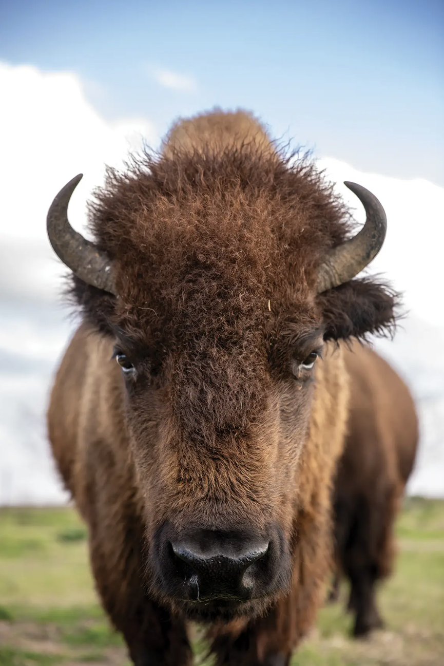 Healing with Bison: The Texas Tribal Buffalo Project — Texas